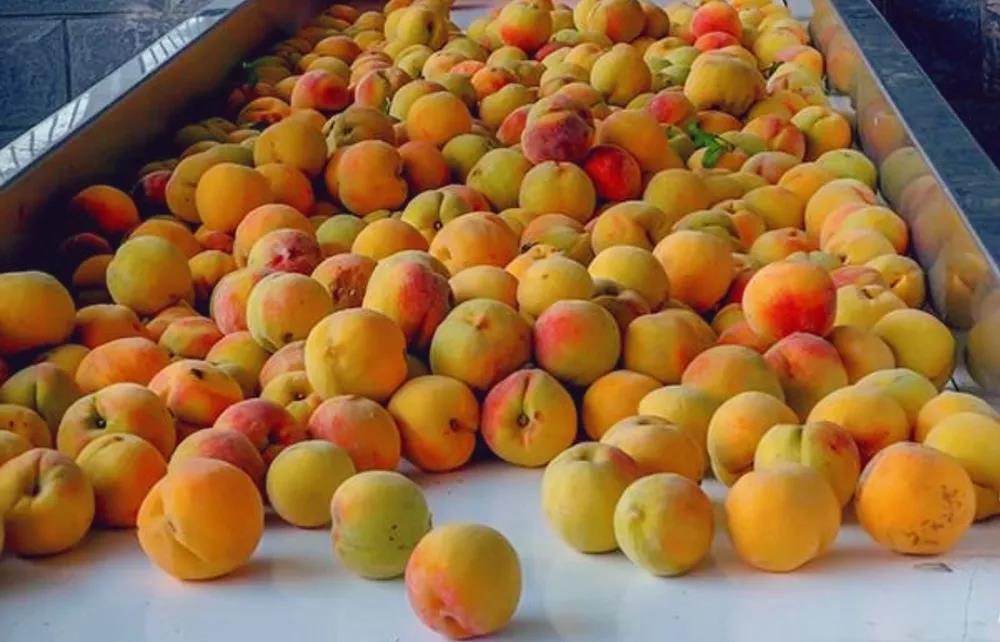 農(nóng)商城 連接三農(nóng)與市場的綜合性農(nóng)業(yè)服務(wù)平臺(tái)