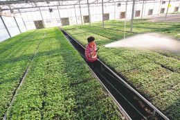 現代農業 園藝產品種植的跨越提升之路