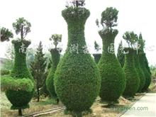 長沙長瀏園藝 打造優(yōu)質(zhì)綠化苗木與工程苗木的專業(yè)基地